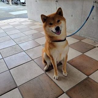 人にも犬にも人気の太郎君手術済お庭飼育オッケー