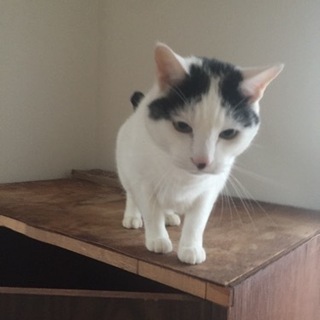 ●癒し系紳士ねこ● - 里親募集