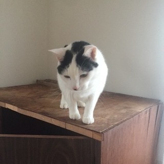 ●癒し系紳士ねこ● − 愛知県