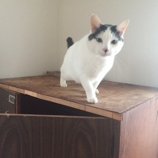 ●癒し系紳士ねこ● - 猫