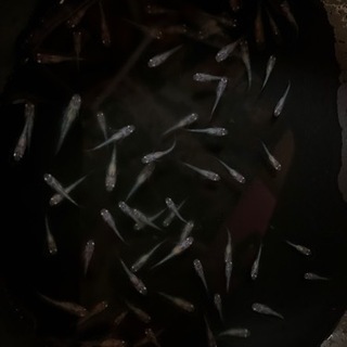 【現品出品】オーロラブラックラメ　めだか　稚魚　