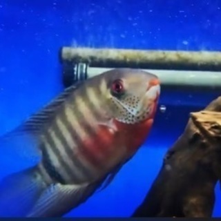 ヘロスセベルス ペルー産 セベラム 20cm± 南米シクリッド ...