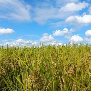 令和３年　美味しい　ひのひかり　玄米　30キロ　7000円　