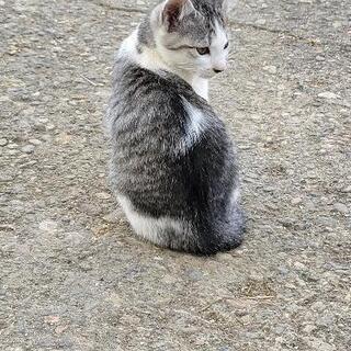 子猫　3ヶ月