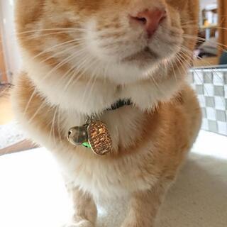 茶トラを保護しています。飼い主さんに繋がりますように！