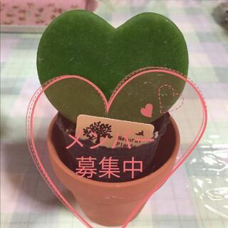 ⑦大✨人✨グ✨ル✨チ✨ャ