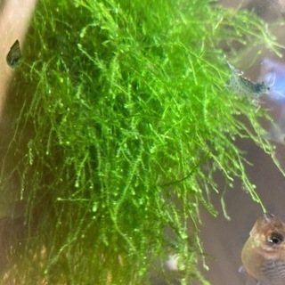 水草