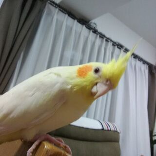 オカメインコ　ルチノー　迷子になりました