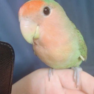コザクラインコ♀生後約1年