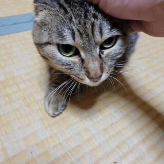 急募❕成猫キジトラ♀