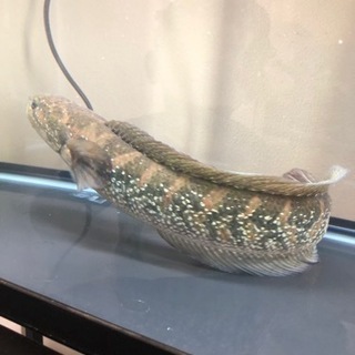 コウタイ