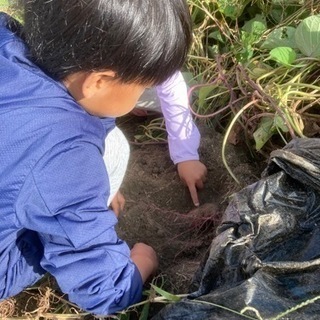 さつまいも収穫体験