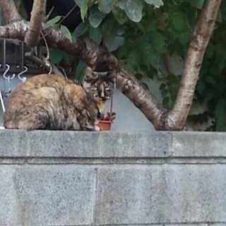 岡山市の地域猫活動について