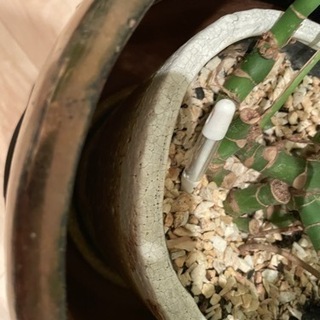 姫モンステラ&鉢カバー（スタンド）セットの画像