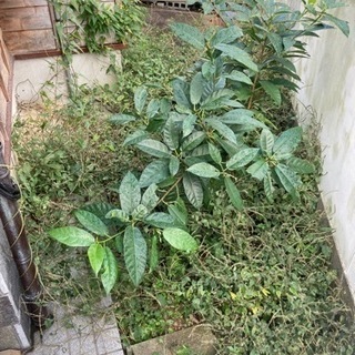 御用聞き⭐️草刈り＆除草