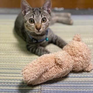 【サバトラ】生後6ヶ月の元気いっぱいな子猫です