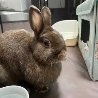 うさぎ