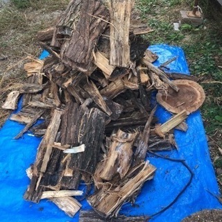 樹皮