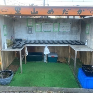 メダカとタマミジンコ　里山公園前　めだか無人販売所　11/1出店