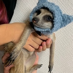 里親決まりました！たくさんのコメントありがとうございました！！🙇...
