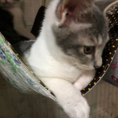 猫のボランティア