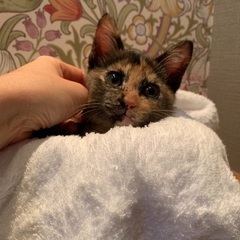 ふわふわ♡可愛いさび猫ちゃん！里親様決定！