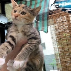 生後3カ月の4匹仔猫ちゃんたち