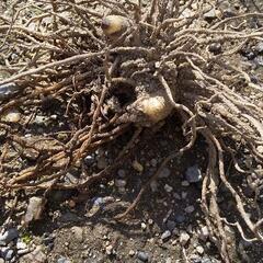 シラン（紫蘭）球根の画像