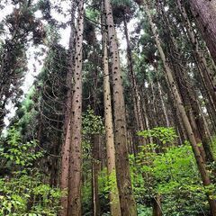 【成約済】山林物件 青森県三戸郡新郷村