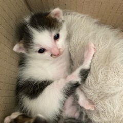 御家族決まりました☻0ヶ月🐾性別不明❶