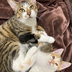 2匹で引き取っていただける方