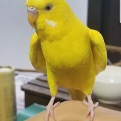 セキセイインコ探しています！
