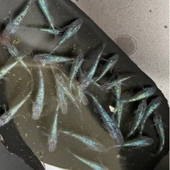 サファイアメダカ　背鰭あり　1ペア