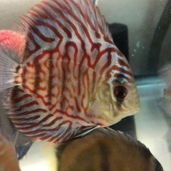 ディスカスの画像