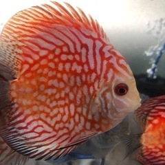 ディスカスの画像