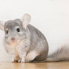 動物カフェ、猫カフェ🐈