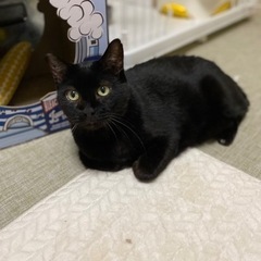 ぷぅ太　可愛いおじさん猫♪