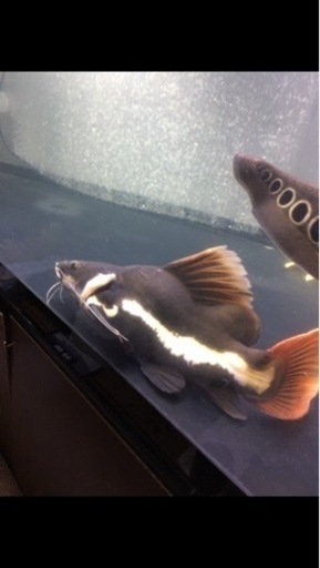熱帯魚レッドテールキャットお買い得