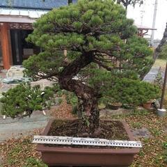 四国五葉松の画像