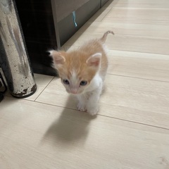 お利口さんの子猫　飼い主不在確認済み