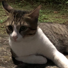 急募🆘‼️ ハイソックスをはいた猫 お外で待ってます‼️