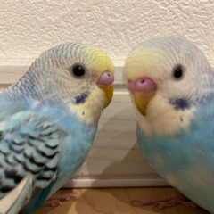 手乗りセキセイインコ　４ヶ月　二羽