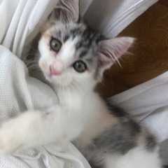 保護猫　生後1ヵ月　メス
