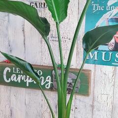 【観葉植物】 ストレリチア 　オーガスタ 受皿付