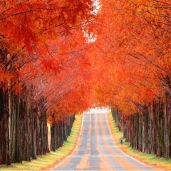 📸🍁写真を撮りに行きましょう🍁📸