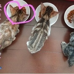 生後2ヶ月程の子猫ちゃんです！！