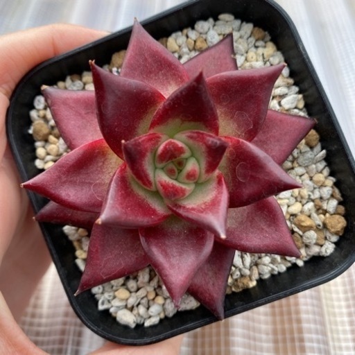 熟柿