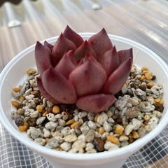 ハニーピンク