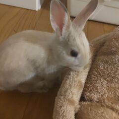 ♀ネザーランドドワーフ🐇