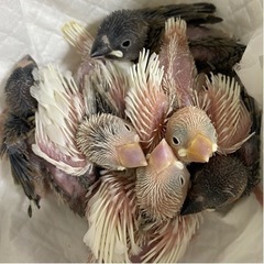 白文鳥、桜文鳥の里親さん募集します！